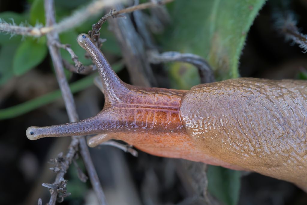 Limacidae sp. [Limax gr. corsicus]